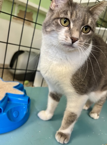 Rollie Pollie FKA Blom 1, an adoptable Domestic Short Hair in Pendleton, OR, 97801 | Photo Image 1