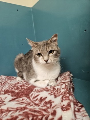 Blom 1, an adoptable Domestic Short Hair in Pendleton, OR, 97801 | Photo Image 2