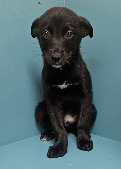 Waldo, an adoptable Mixed Breed in Pendleton, OR, 97801 | Photo Image 1