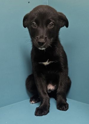 Waldo, Baby Male Mixed Breed