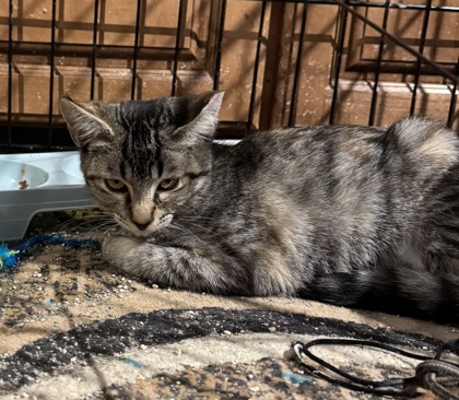 Magnolia, an adoptable Domestic Short Hair in Pendleton, OR, 97801 | Photo Image 1