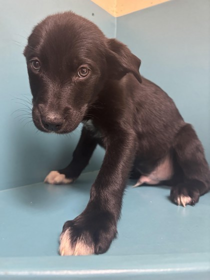 Porky, an adoptable Mixed Breed in Pendleton, OR, 97801 | Photo Image 1