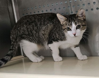 Butterball FKA Blom 2, an adoptable Domestic Short Hair in Pendleton, OR, 97801 | Photo Image 1