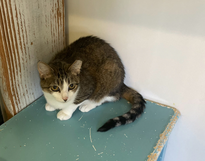 Butterball FKA Blom 2, an adoptable Domestic Short Hair in Pendleton, OR, 97801 | Photo Image 2