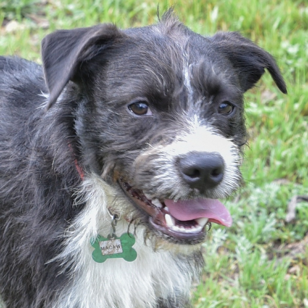 Macaw, an adoptable Terrier, Schnauzer in Wimberley, TX, 78676 | Photo Image 1