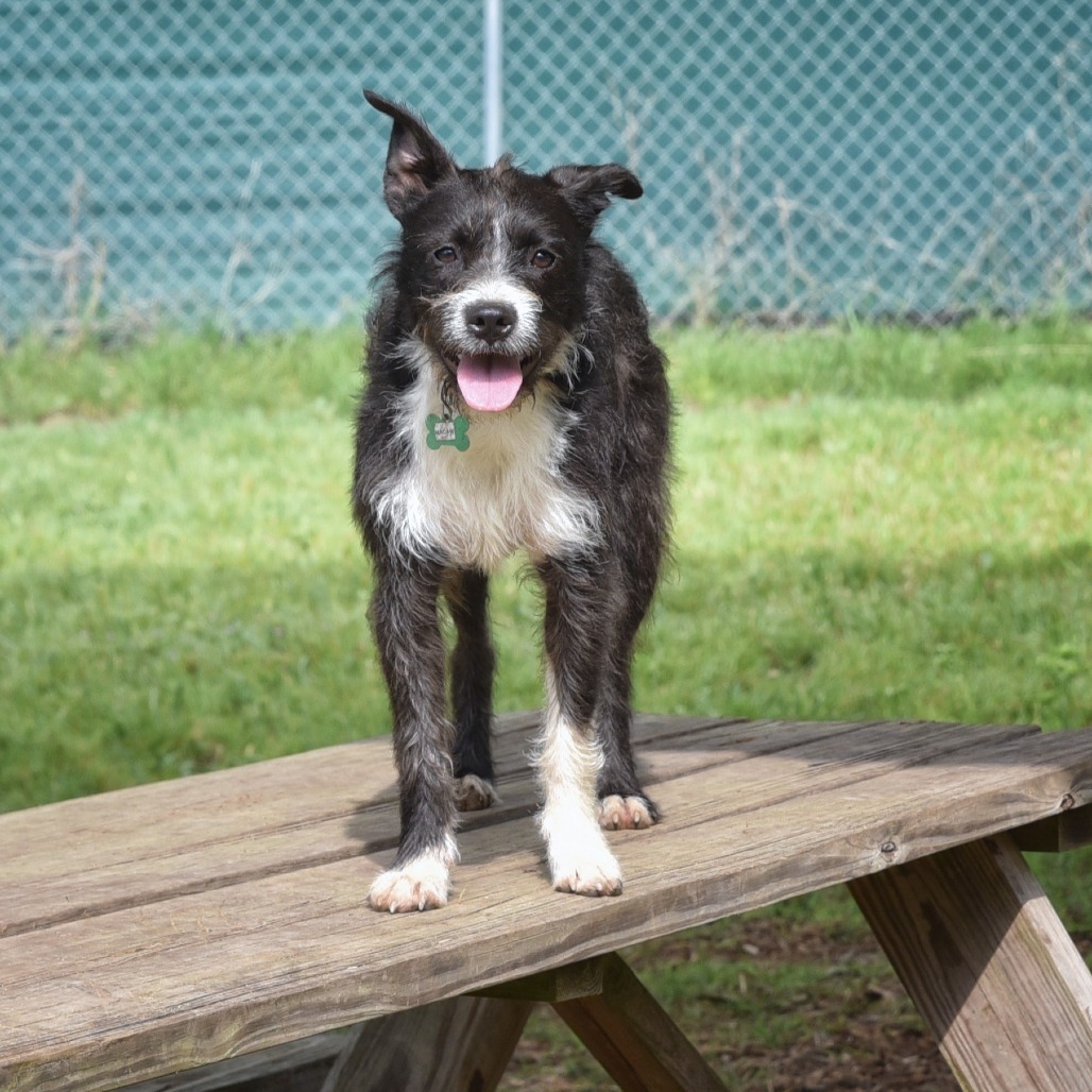Macaw, an adoptable Terrier, Schnauzer in Wimberley, TX, 78676 | Photo Image 2