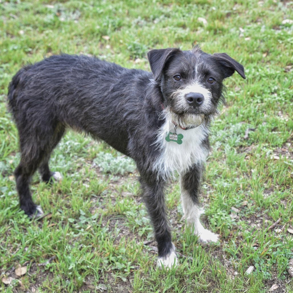 Macaw, an adoptable Terrier, Schnauzer in Wimberley, TX, 78676 | Photo Image 3