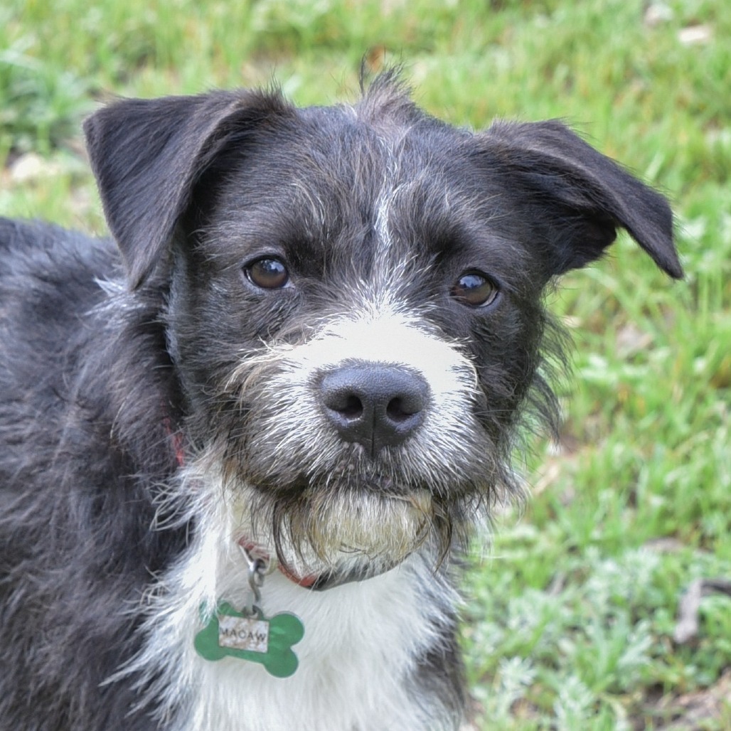 Macaw, an adoptable Terrier, Schnauzer in Wimberley, TX, 78676 | Photo Image 4