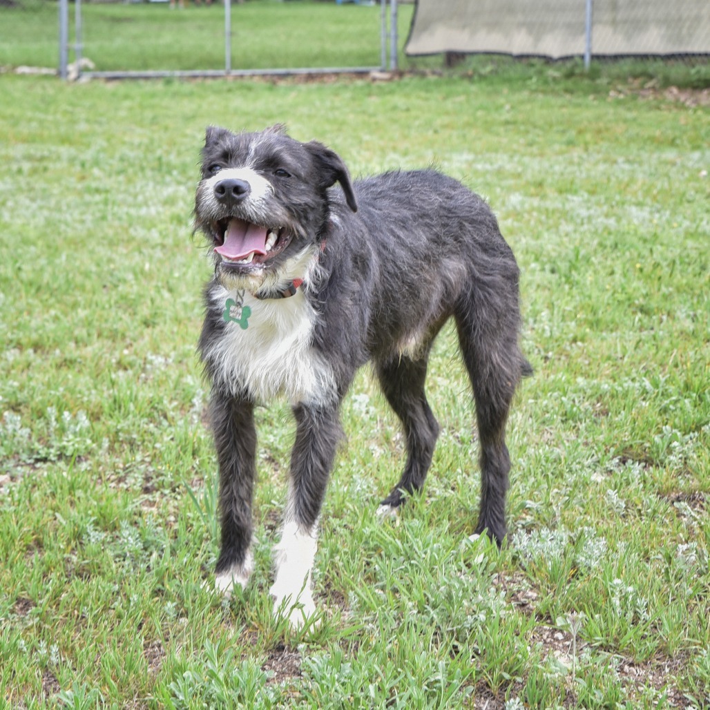 Macaw, an adoptable Terrier, Schnauzer in Wimberley, TX, 78676 | Photo Image 5