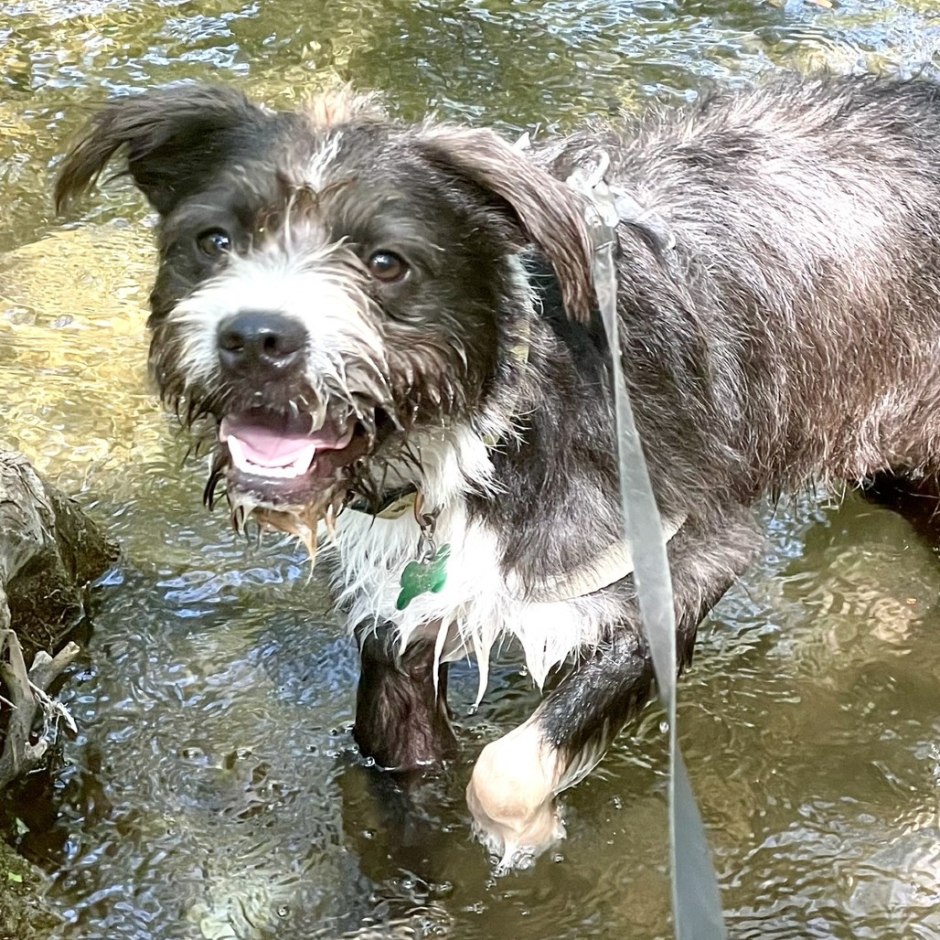 Macaw, an adoptable Terrier, Schnauzer in Wimberley, TX, 78676 | Photo Image 6