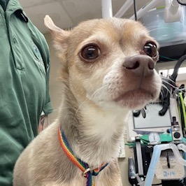Coco