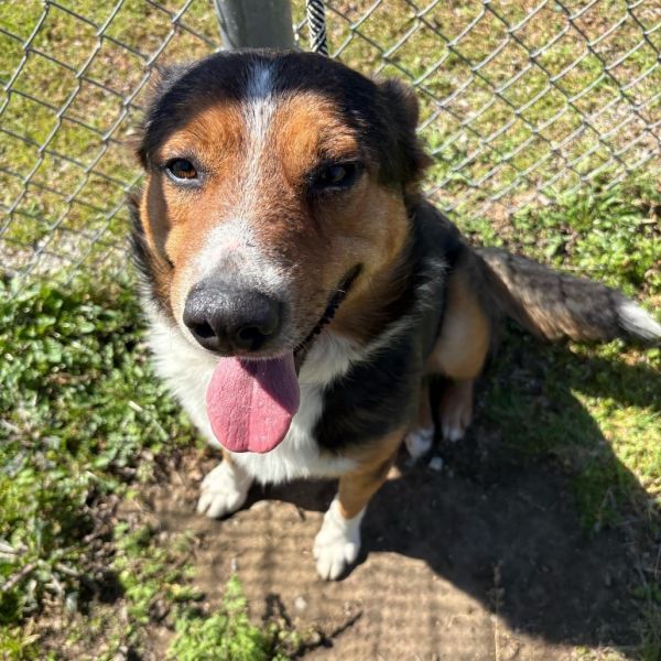 Laddie D thumbnail 3