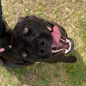 Kodiak D46378, Young Male Black Labrador Retriever