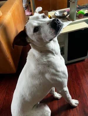 Please contact ADOPTION adoptdoggieharmonyorg for more information about this petEasy family do