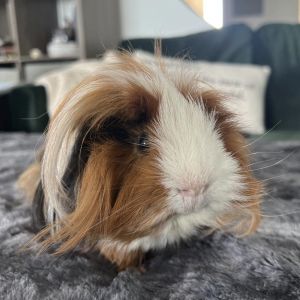 Elvis is a neutered 1-2 year old Peruvian guinea pig whos looking for a home that wont mind living