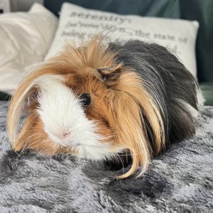 located in Miami FL Elvis is a neutered 1-2 year old Peruvian guinea pig whos looking for a home t