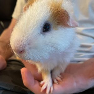 Preston is a sweet adventurous and cuddly guinea pig He is neutered and estimated to be 2-3 years 