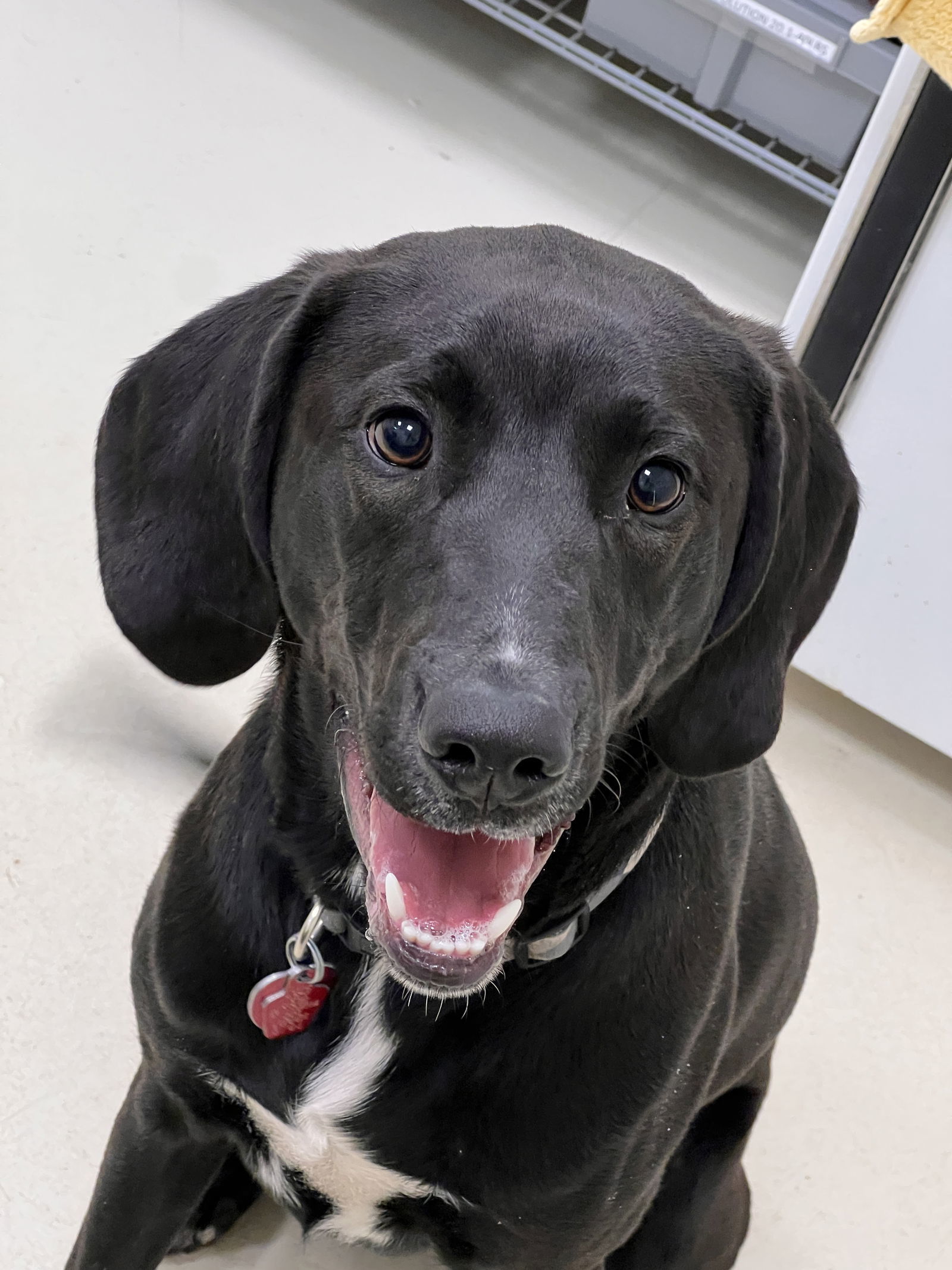 Finn, an adoptable Labrador Retriever in Webster, WI, 54893 | Photo Image 1