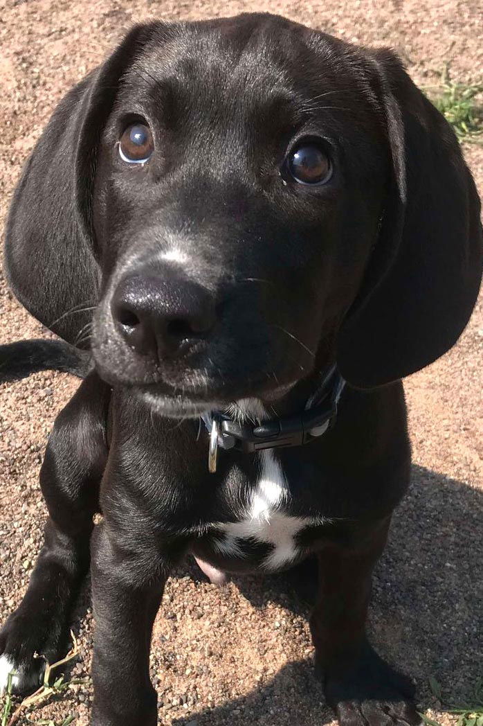 Finn, an adoptable Labrador Retriever in Webster, WI, 54893 | Photo Image 2