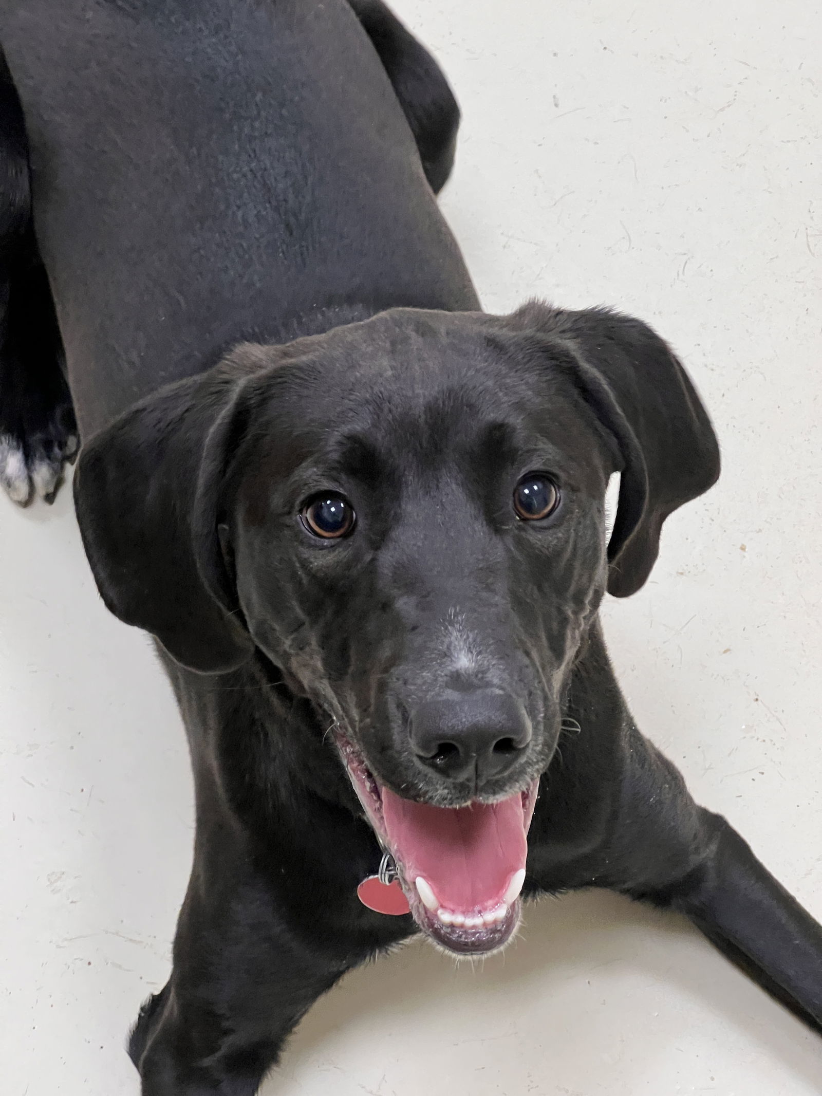 Finn, an adoptable Labrador Retriever in Webster, WI, 54893 | Photo Image 3