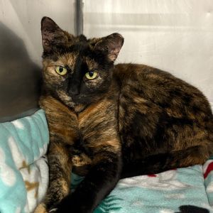 Juanita, Senior Female Domestic Short Hair