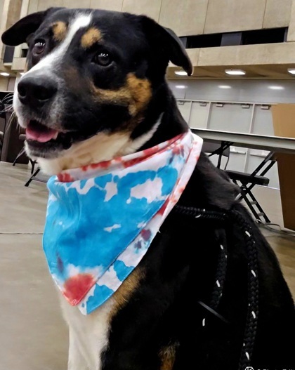 Dodge, an adoptable Entlebucher, Mixed Breed in Lewisville, TX, 75057 | Photo Image 1