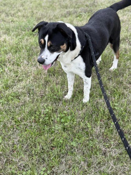 Dodge, an adoptable Entlebucher, Mixed Breed in Lewisville, TX, 75057 | Photo Image 2