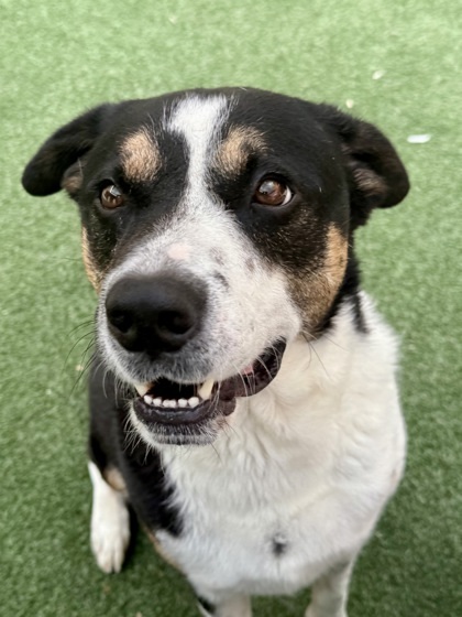Dodge, an adoptable Entlebucher, Mixed Breed in Lewisville, TX, 75057 | Photo Image 2