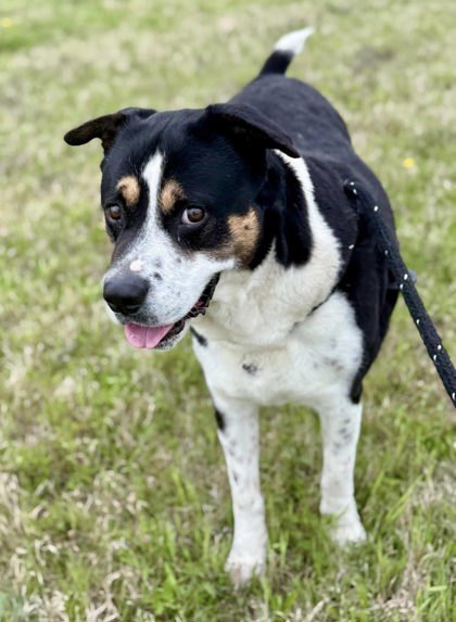 Dodge, an adoptable Entlebucher, Mixed Breed in Lewisville, TX, 75057 | Photo Image 3
