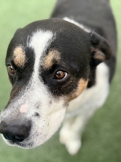 Dodge, an adoptable Entlebucher, Mixed Breed in Lewisville, TX, 75057 | Photo Image 3
