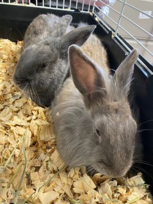 Elmer