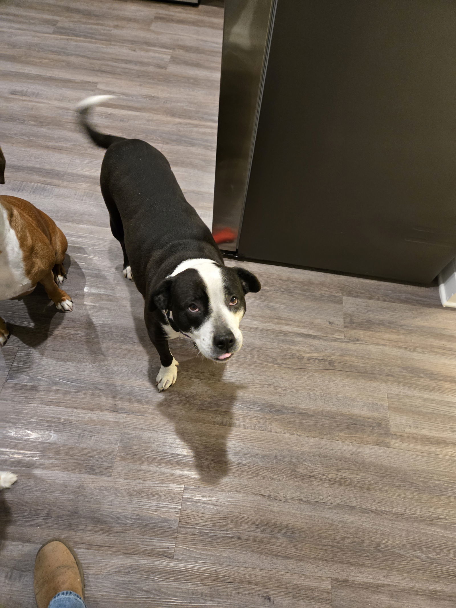 Cassie, an adoptable McNab in Gulfport, MS, 39503 | Photo Image 1