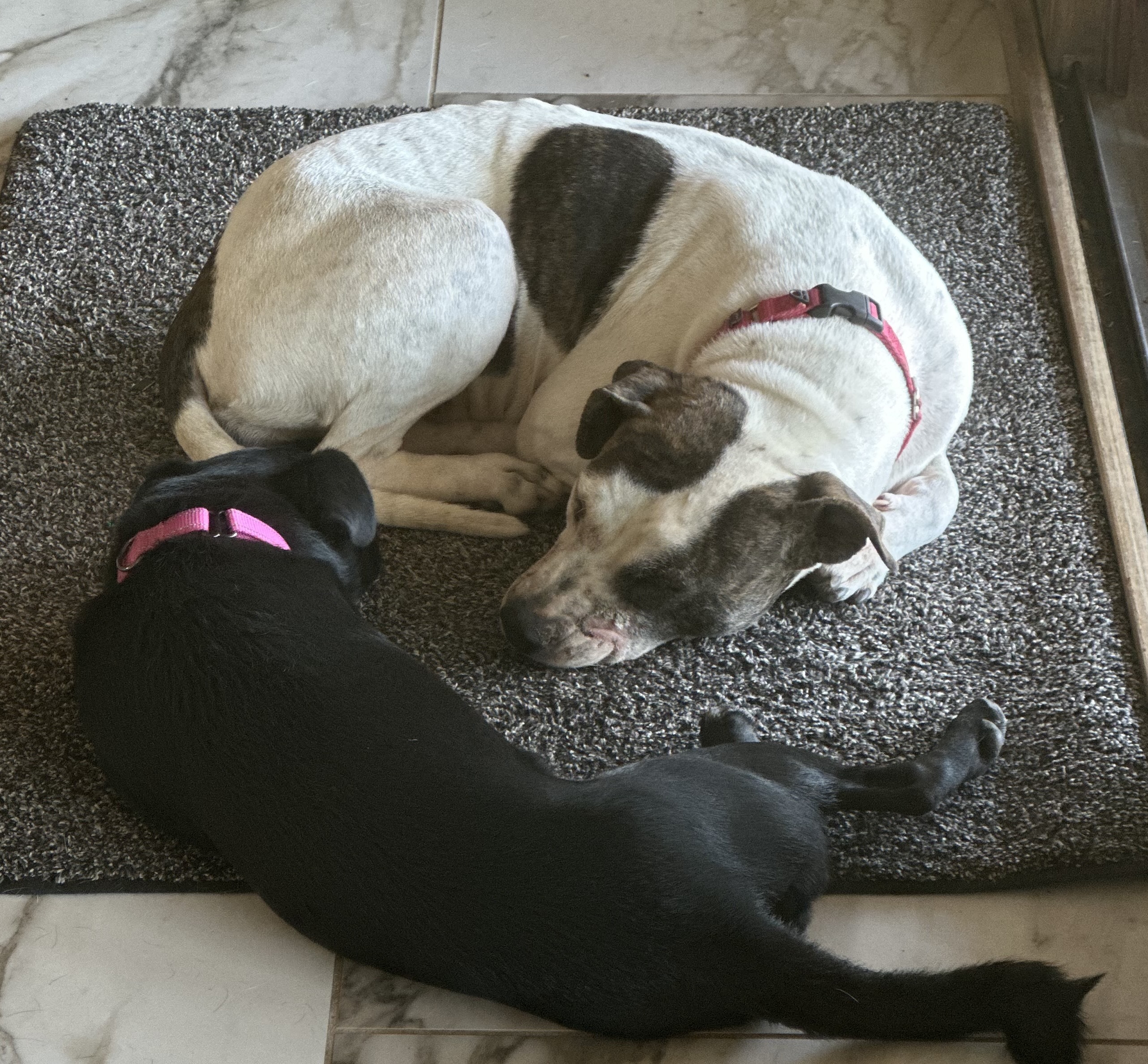 Cervi, an adoptable Pit Bull Terrier, Terrier in Scottsdale, AZ, 85262 | Photo Image 1