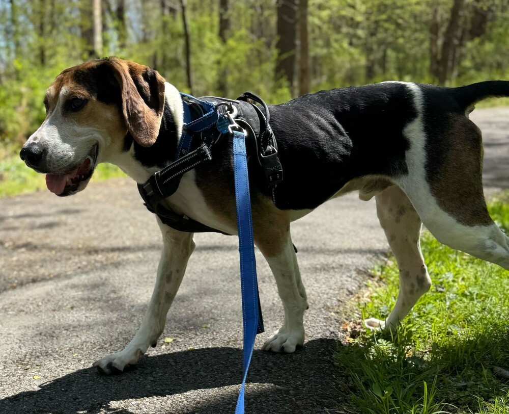 Huck