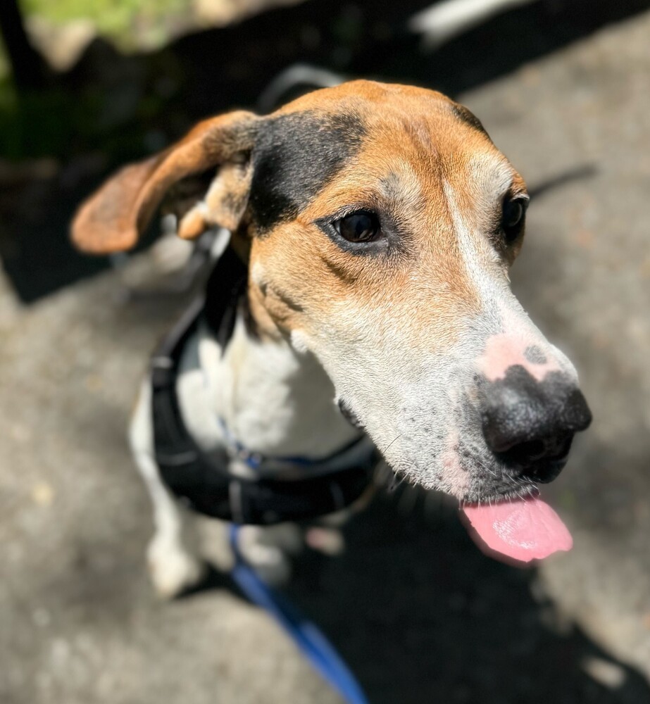 Huck
