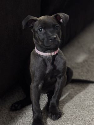 Mary Puppins 0522, Baby Female Labrador Retriever