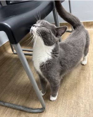 Lucy, Adult Female Domestic Short Hair