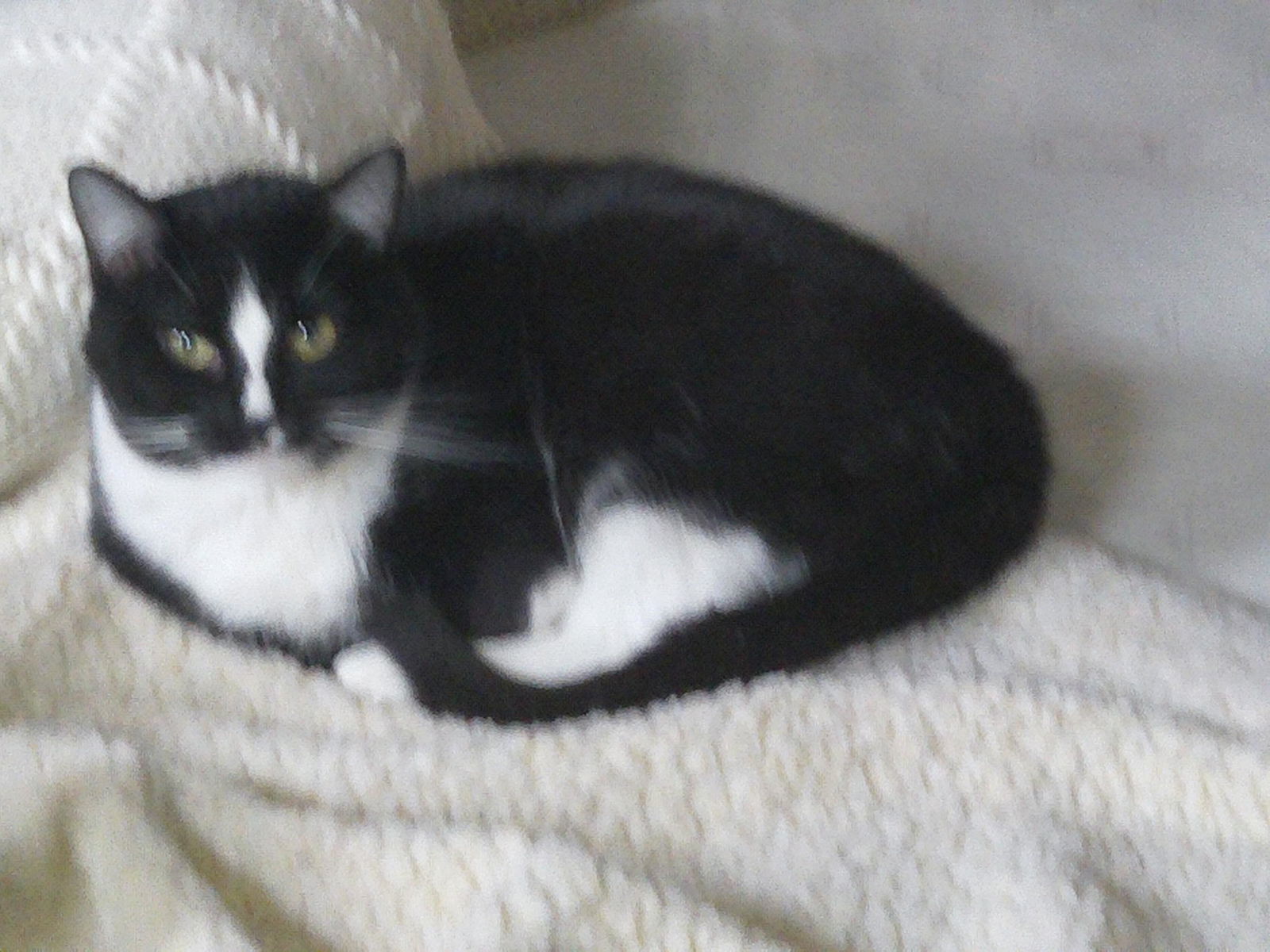 Gracie