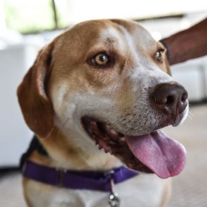 Chance, Adult Male unknown
