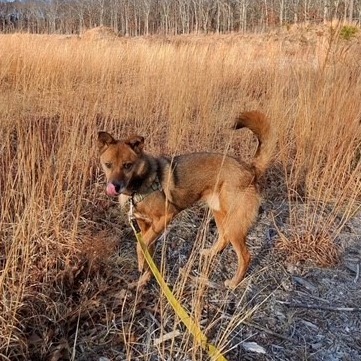 Scooby