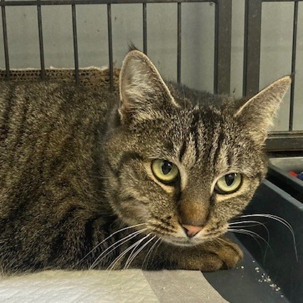 Barbara (Babs), an adoptable Domestic Short Hair in Duncan, OK, 73533 | Photo Image 1