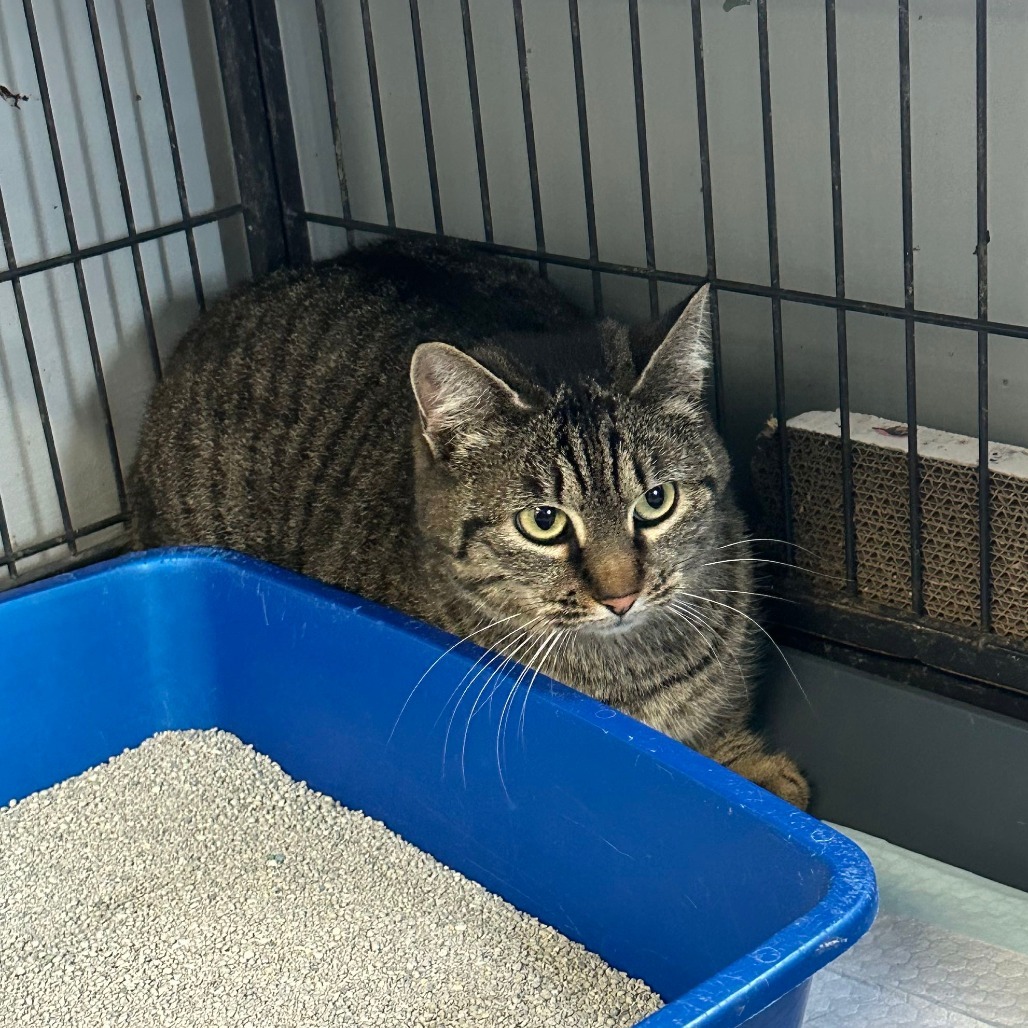 Barbara (Babs), an adoptable Domestic Short Hair in Duncan, OK, 73533 | Photo Image 2