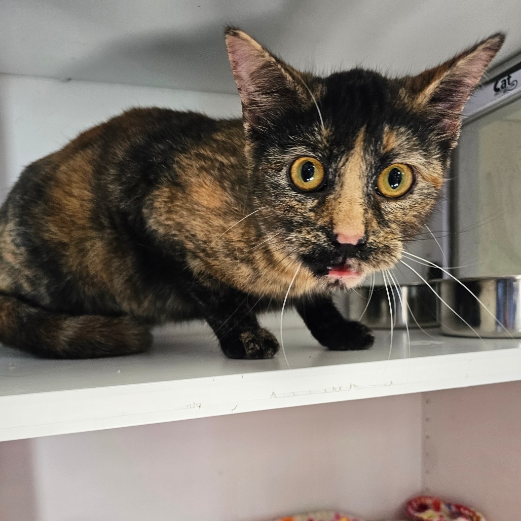 Marble, an adoptable Domestic Short Hair in Duncan, OK, 73533 | Photo Image 2