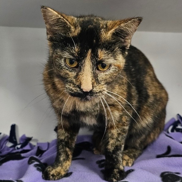 Marble, an adoptable Domestic Short Hair in Duncan, OK, 73533 | Photo Image 3