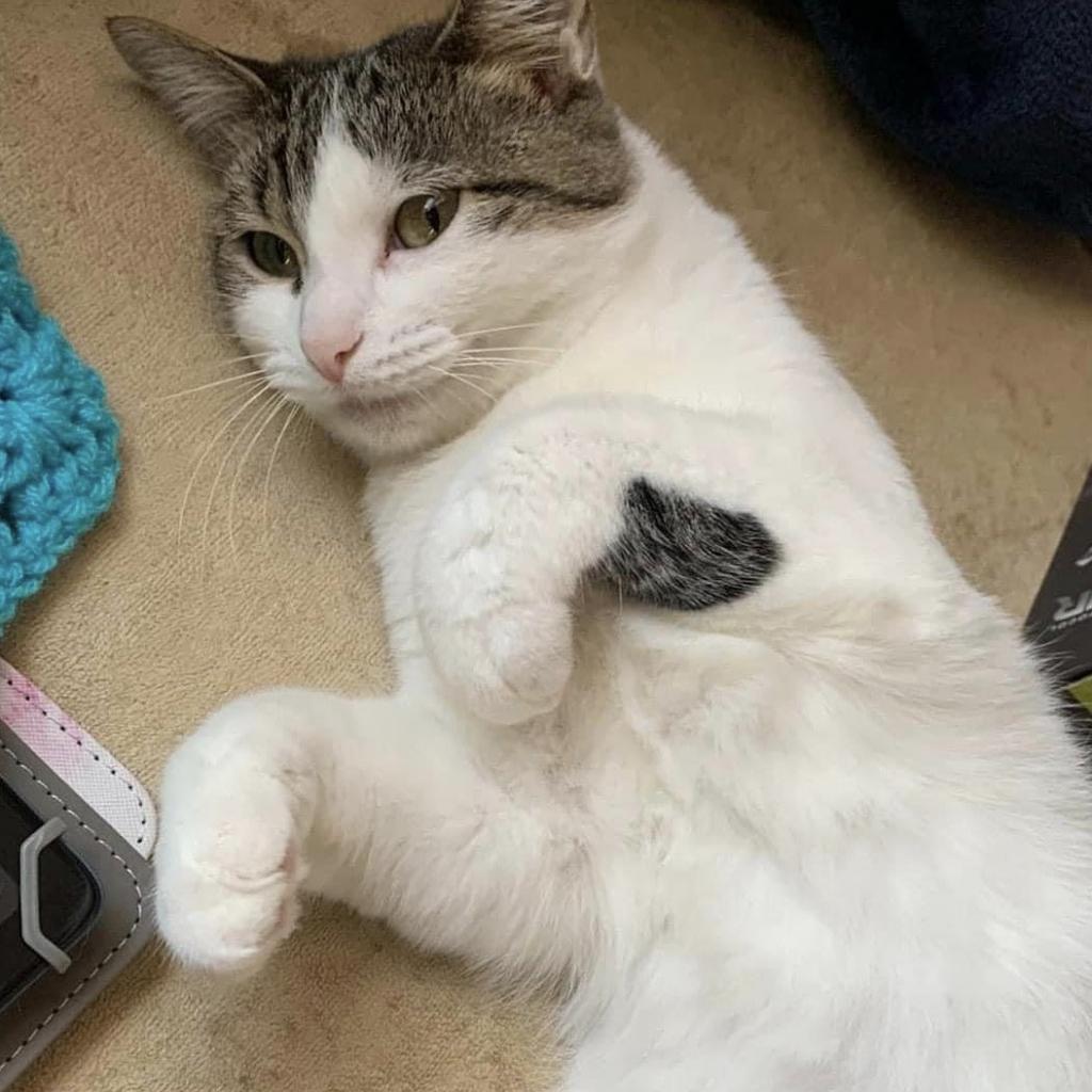 Eva, an adoptable Domestic Short Hair in Duncan, OK, 73533 | Photo Image 1