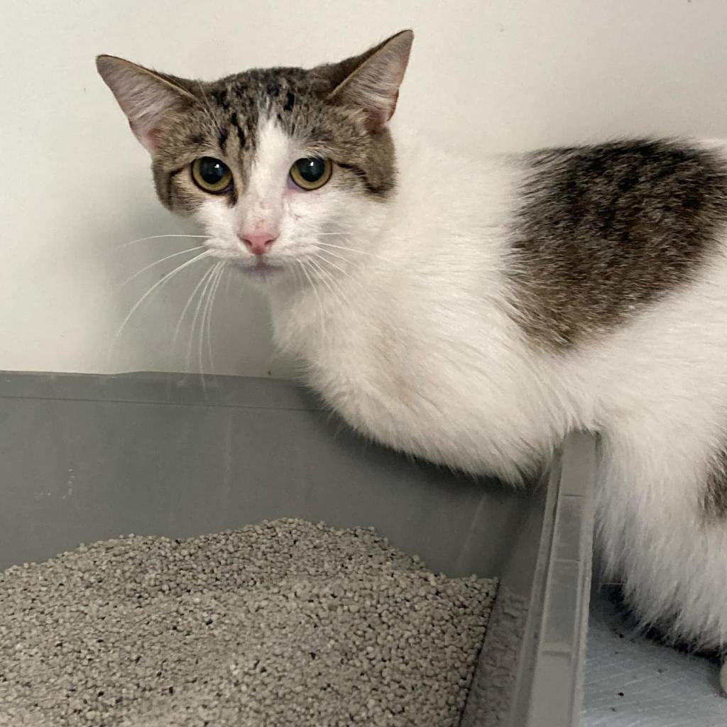 Eva, an adoptable Domestic Short Hair in Duncan, OK, 73533 | Photo Image 2