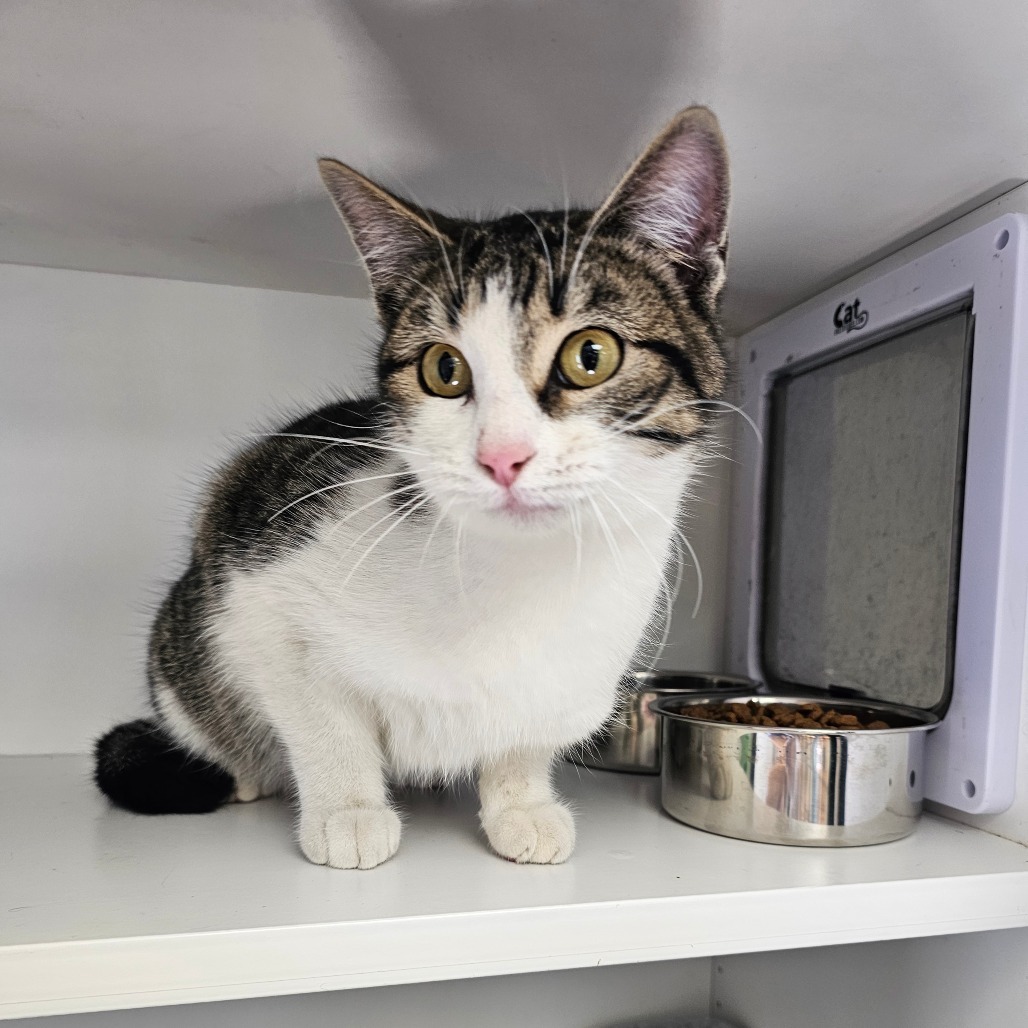 Miso, an adoptable Domestic Short Hair in Duncan, OK, 73533 | Photo Image 1