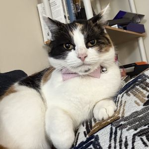 Lucy, Adult Female Domestic Short Hair