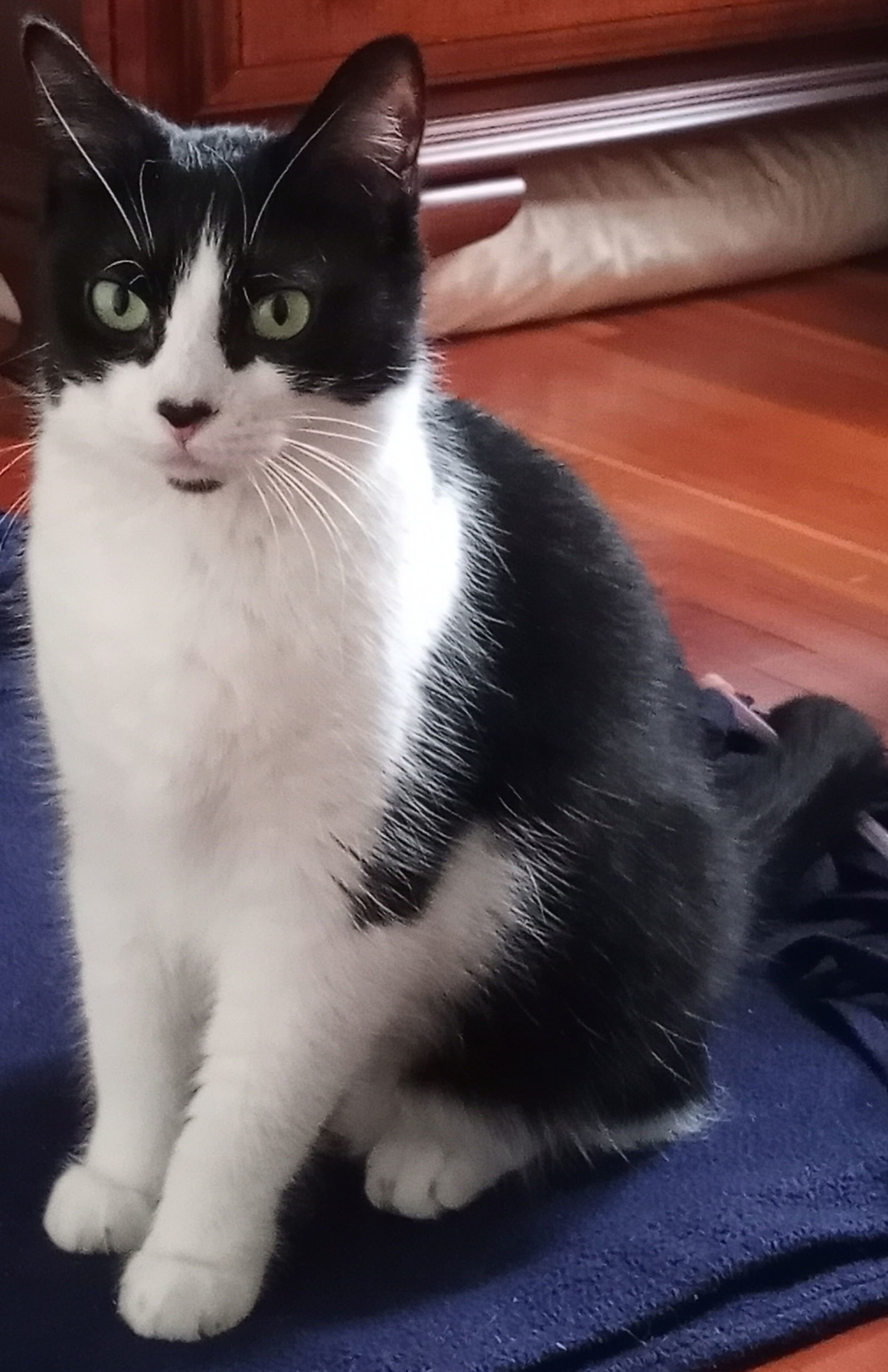 Heart, an adoptable Domestic Medium Hair, Tuxedo in Traverse City, MI, 49686 | Photo Image 1