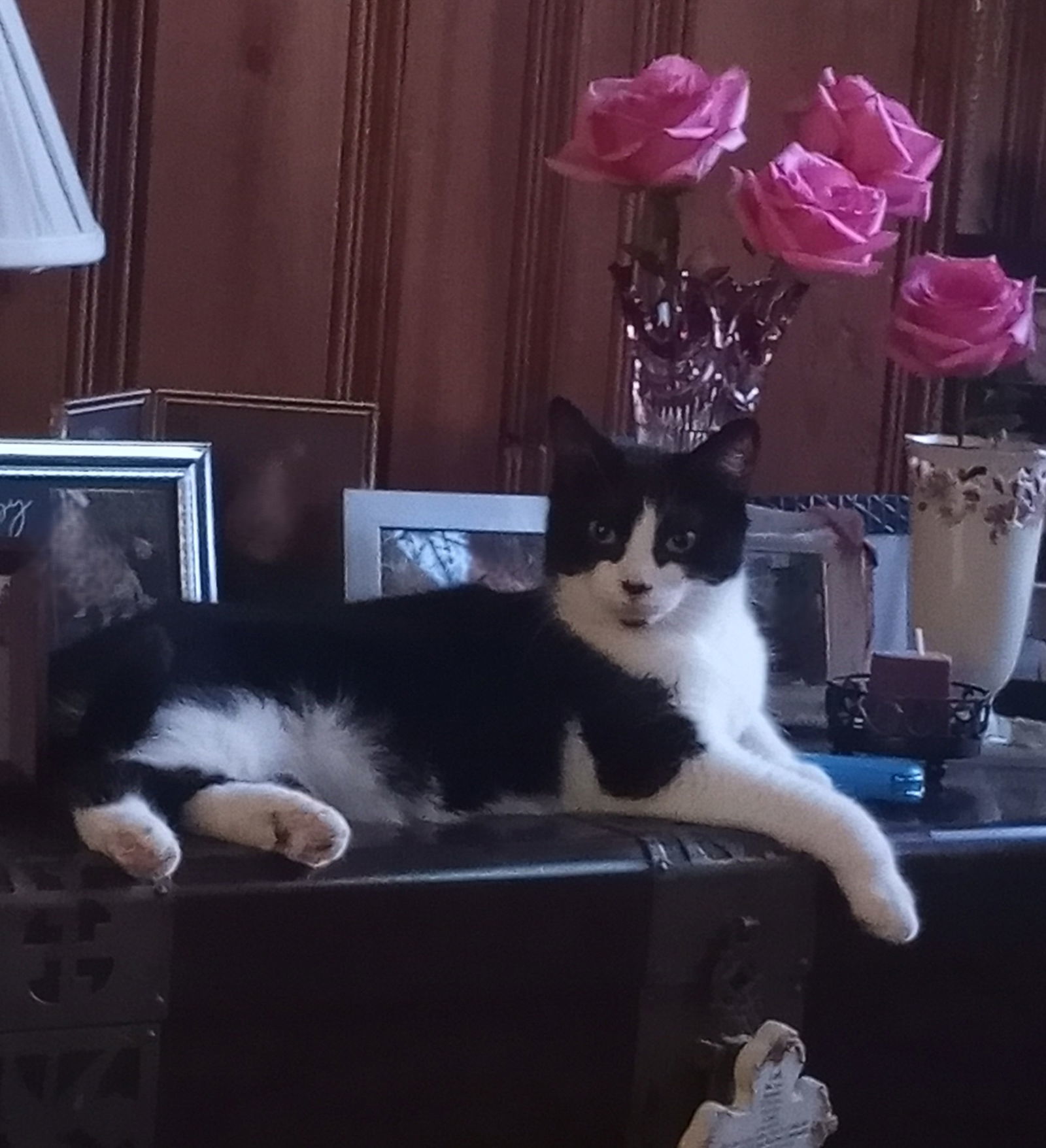 Heart, an adoptable Domestic Medium Hair, Tuxedo in Traverse City, MI, 49686 | Photo Image 2